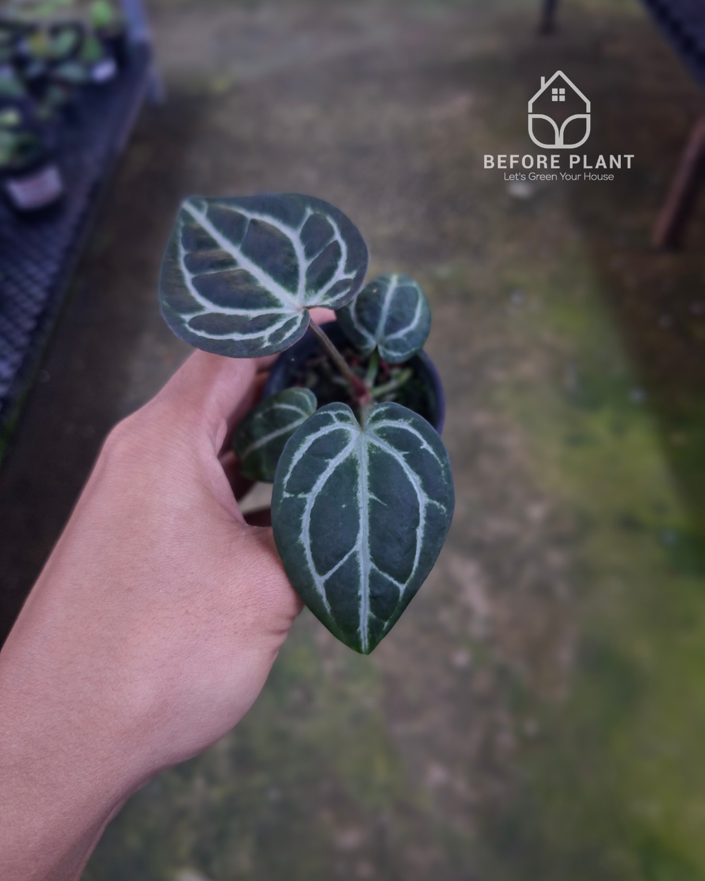Anthurium SKG Pink Lemonade Black Widow Michelle x Red Tiger