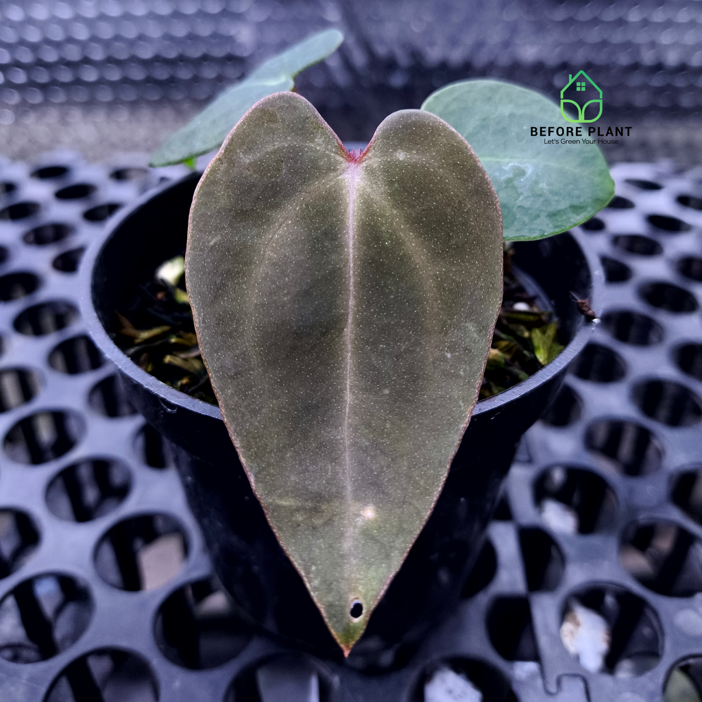 Anthurium Carla Portilae NSE x Black Sweet