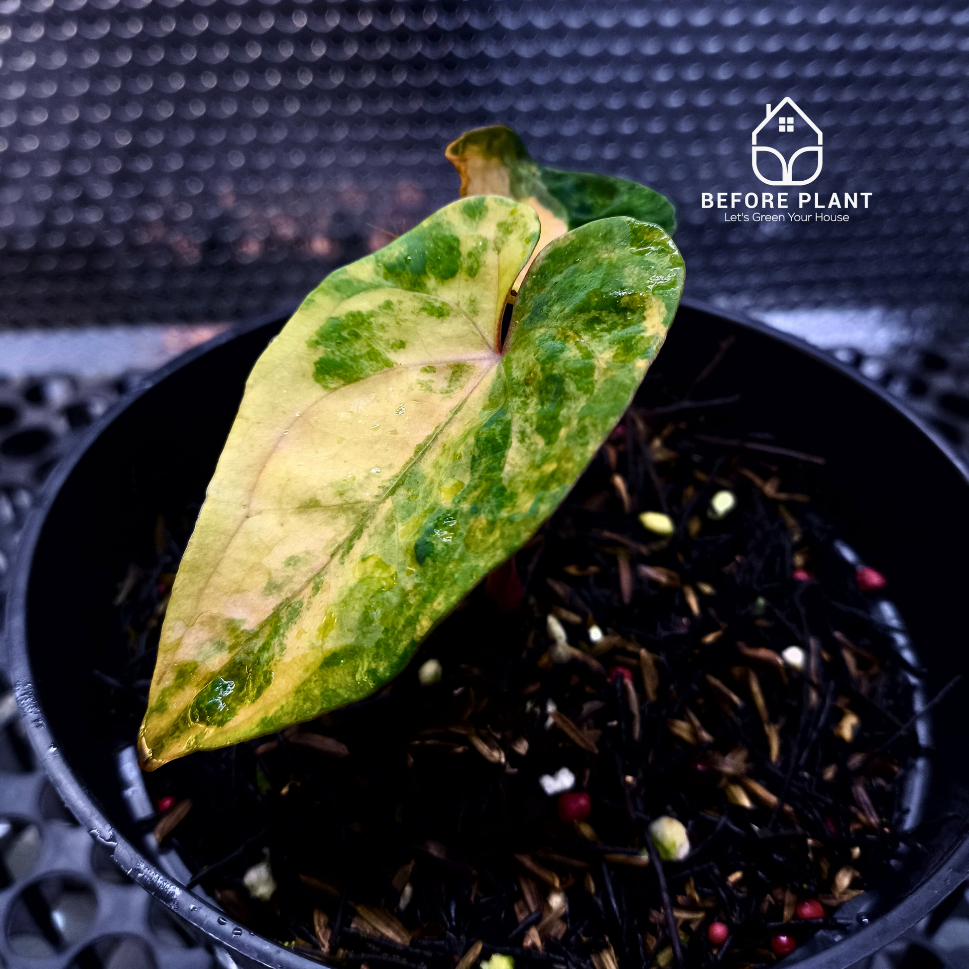 Anthurium Papi Variegated x Gunayala