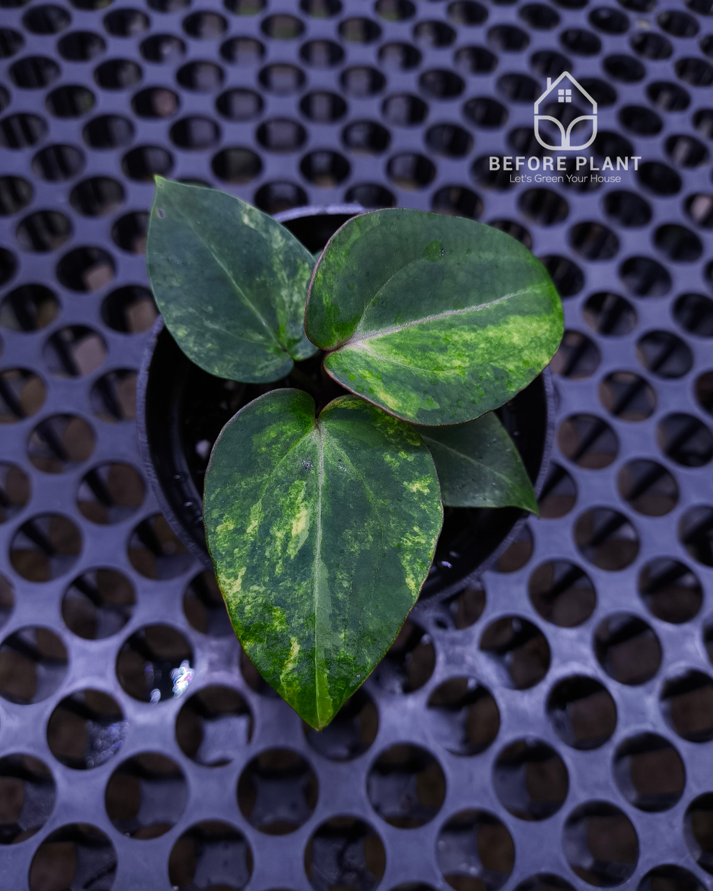 Anthurium Black Venom x Angela Black Widow