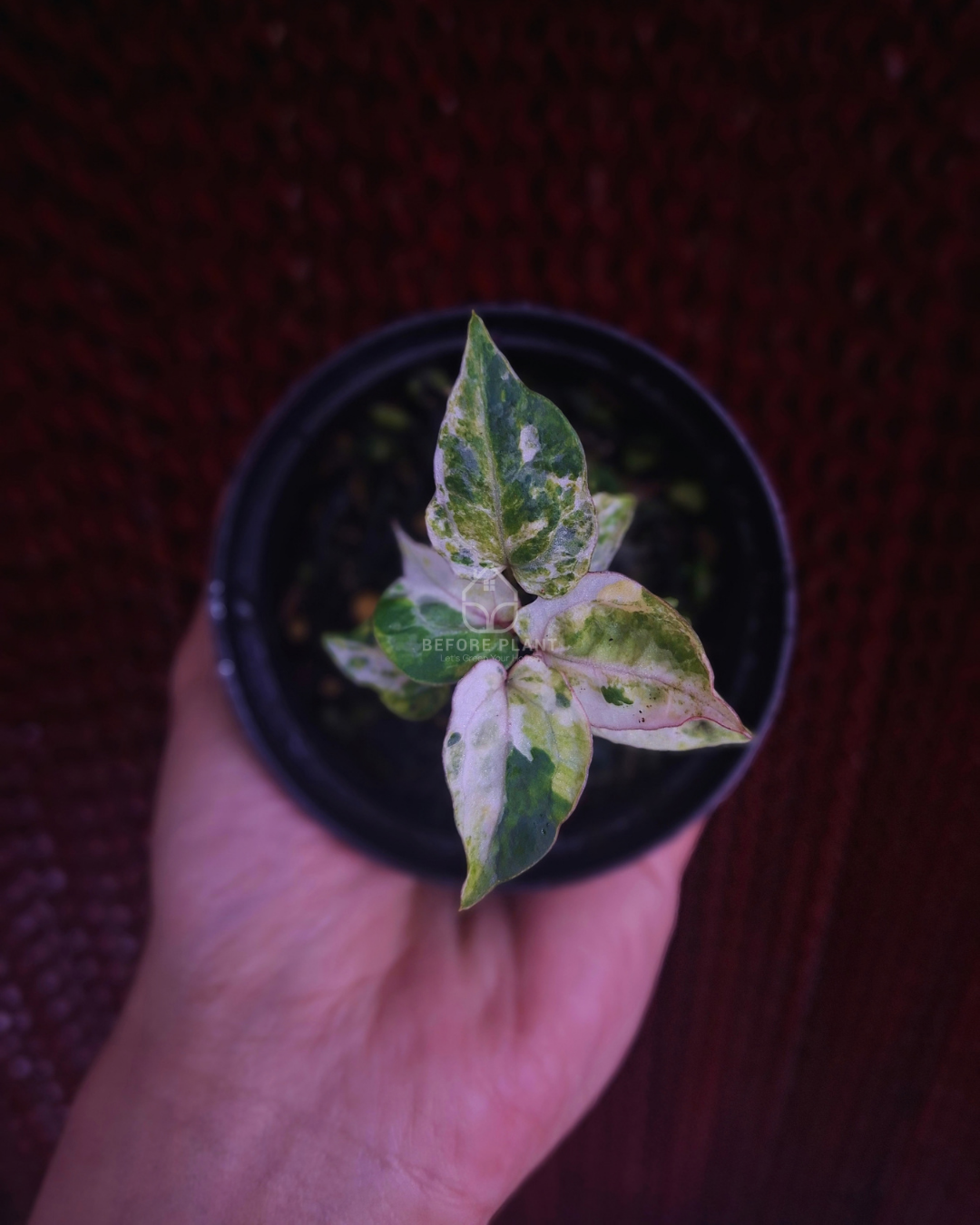 Anthurium Michelle x Silver Blush KOS
