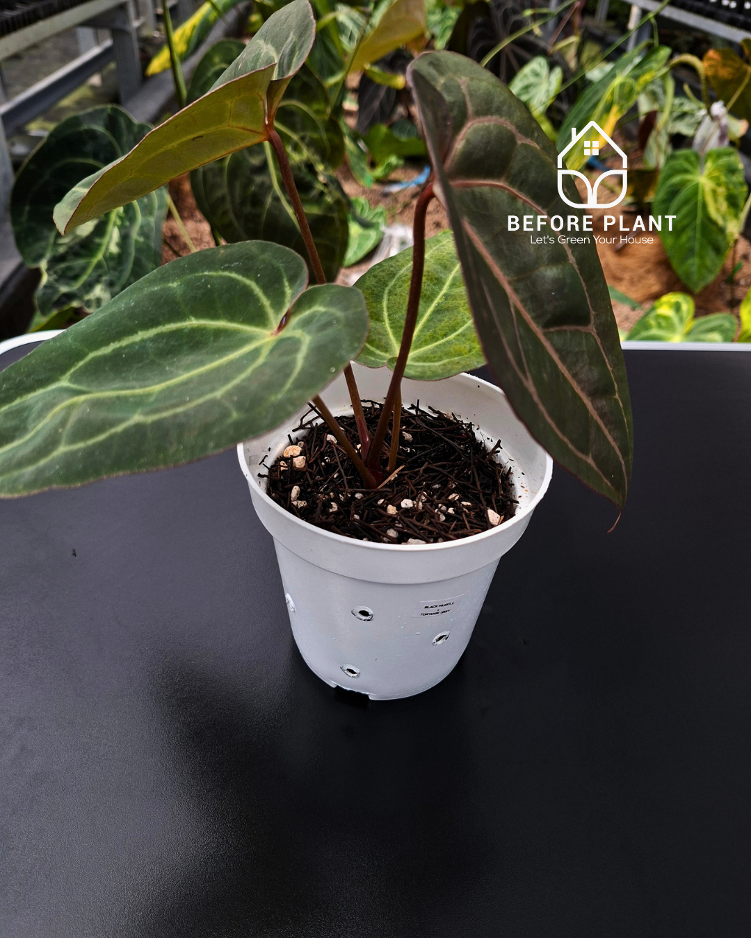 Anthurium Black Muscle x Tortoise Grey