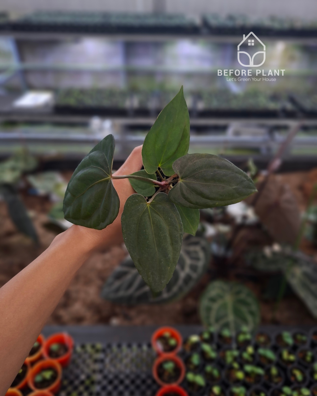 Anthurium Portillae x Dressleri
