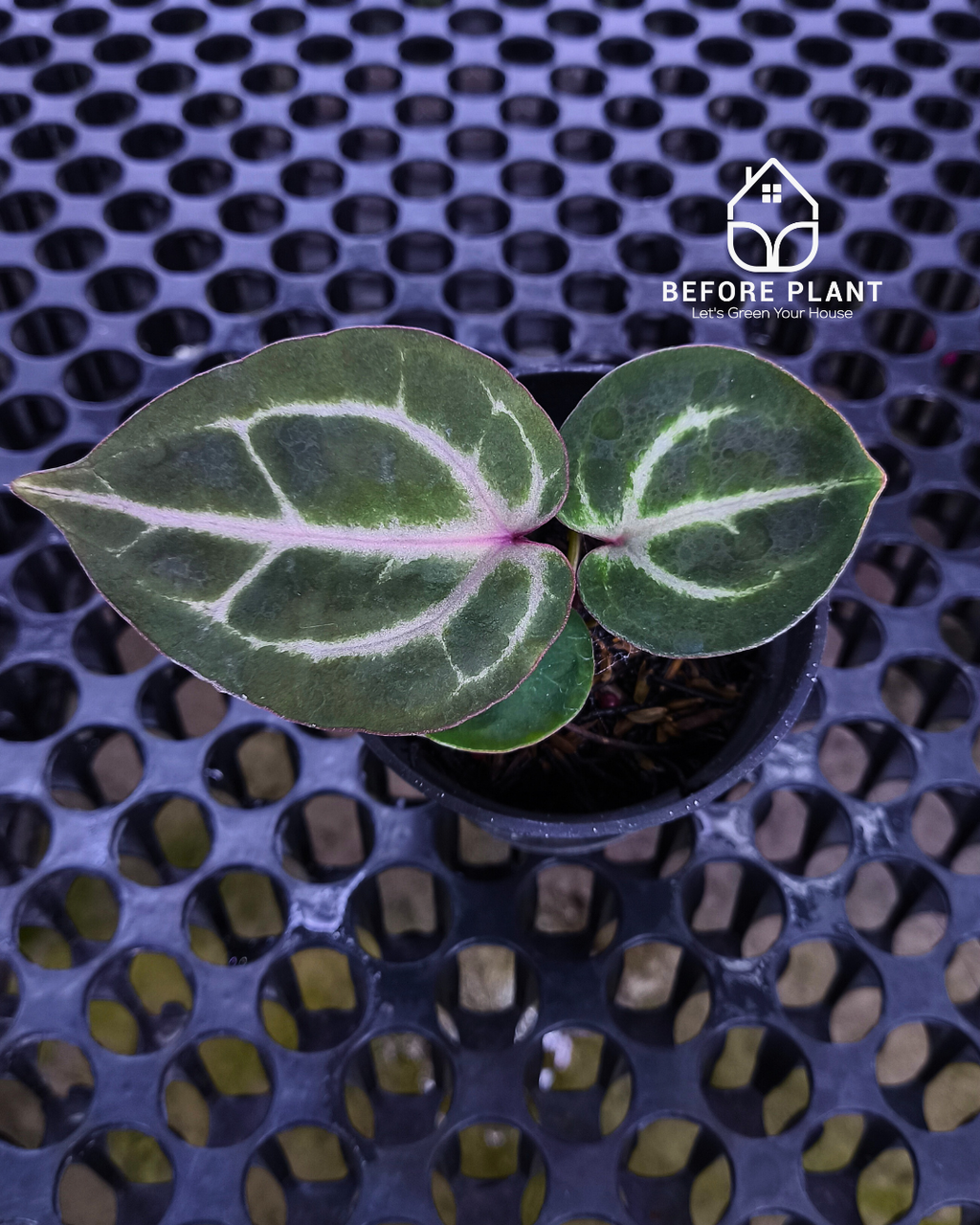 Anthurium Michelle Pink x Self