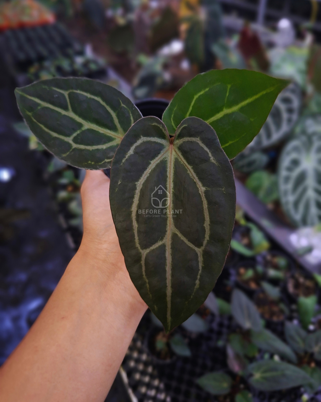 Anthurium Black Venom x Angela Black Widow ( Standard Form )