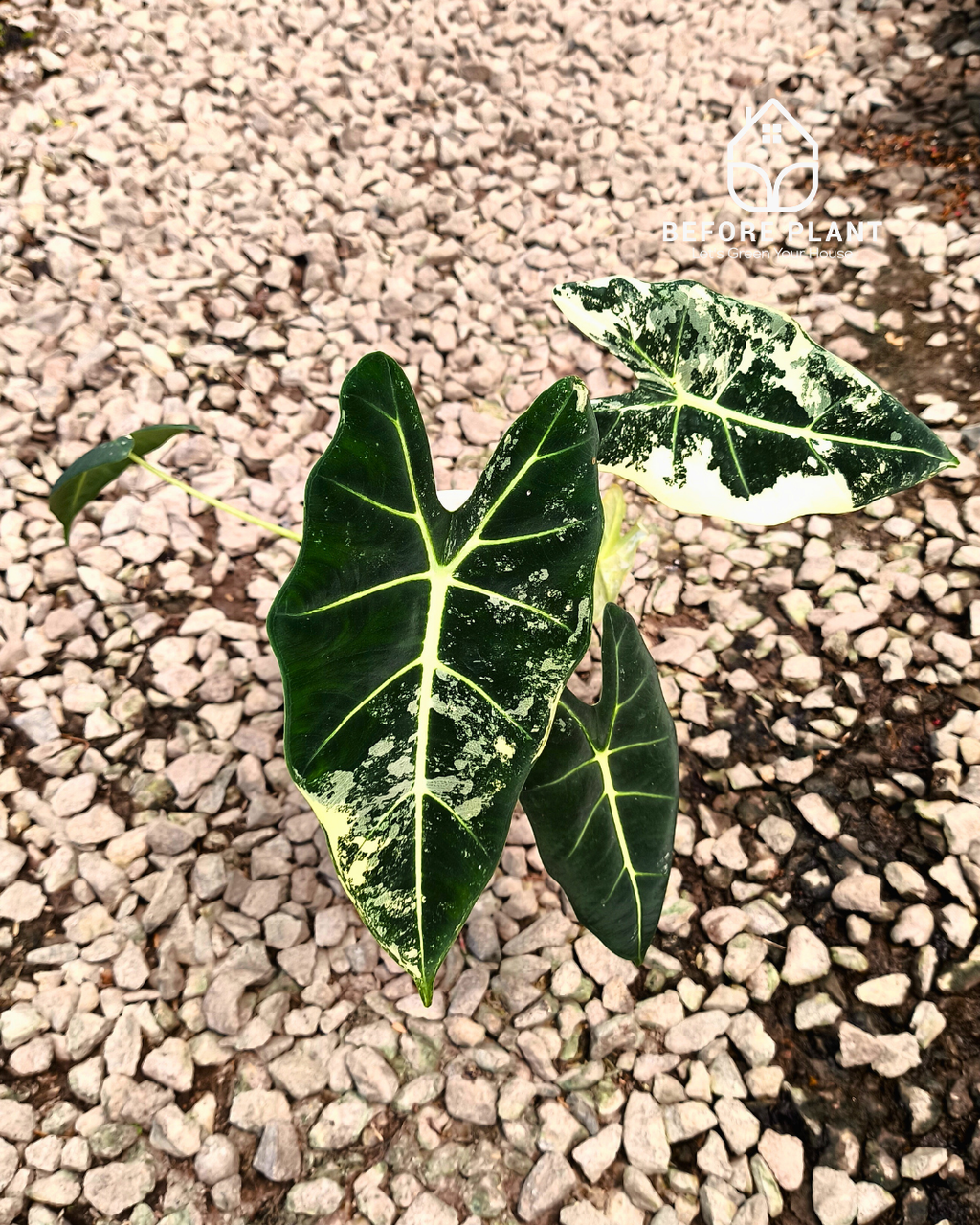Alocasia Frydek Variegated