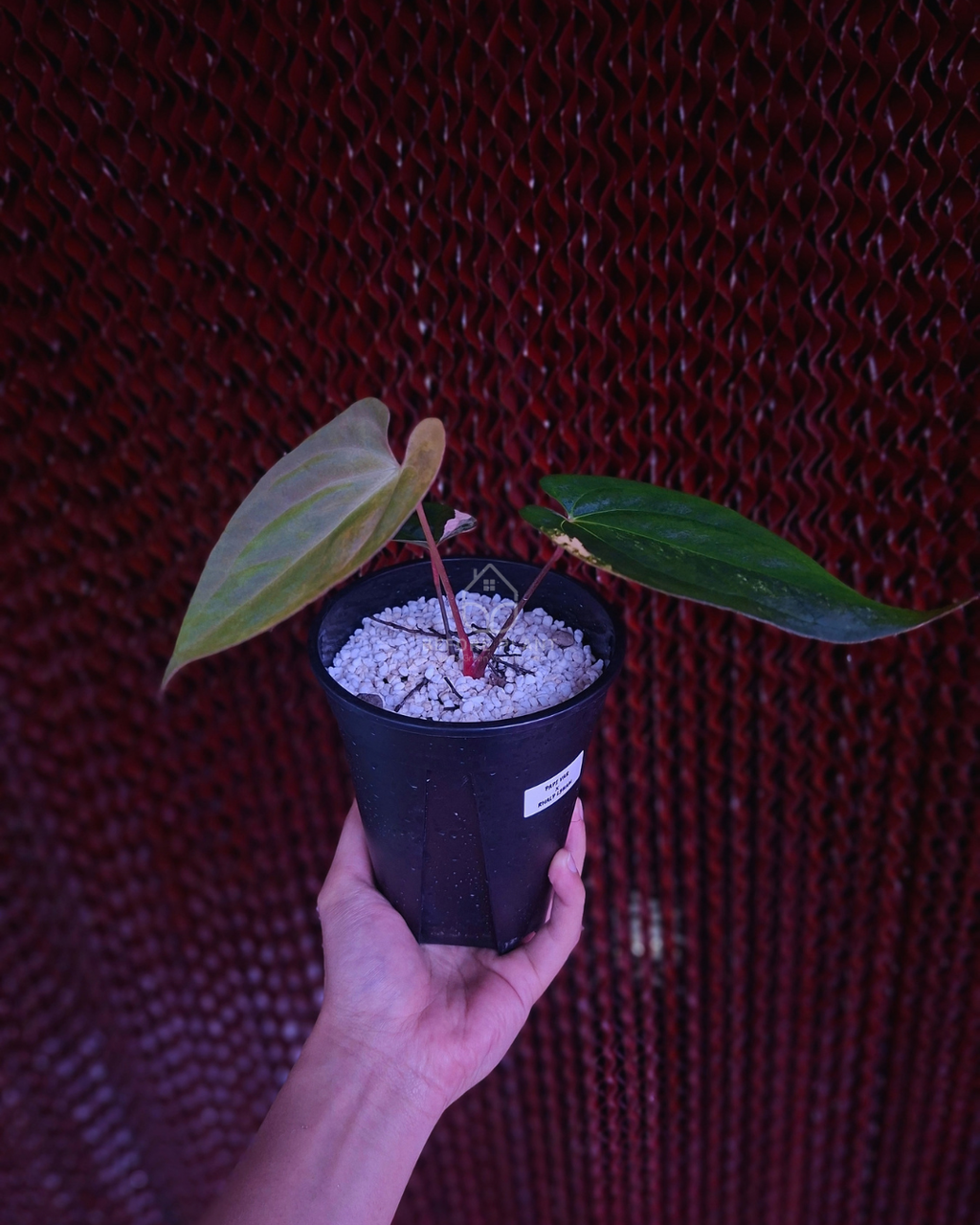Anthurium Papi Variegated x Rhalp Lynam