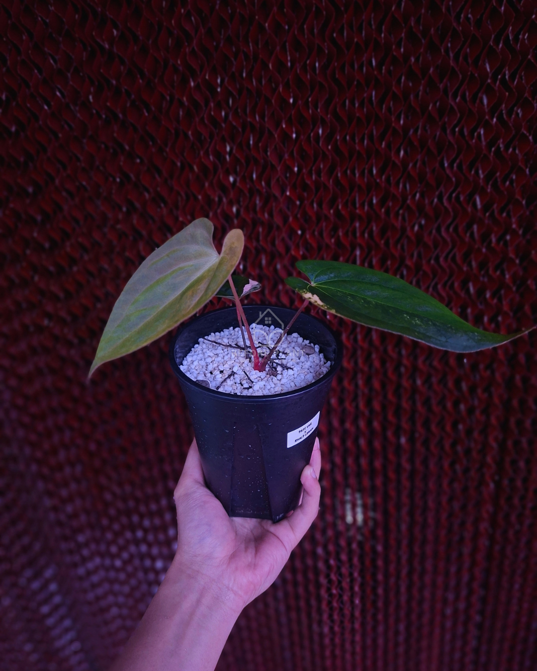 Anthurium Papi Variegated x Rhalp Lynam