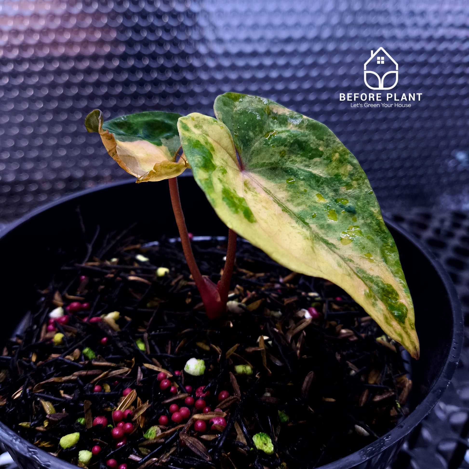 Anthurium Papi Variegated x Gunayala