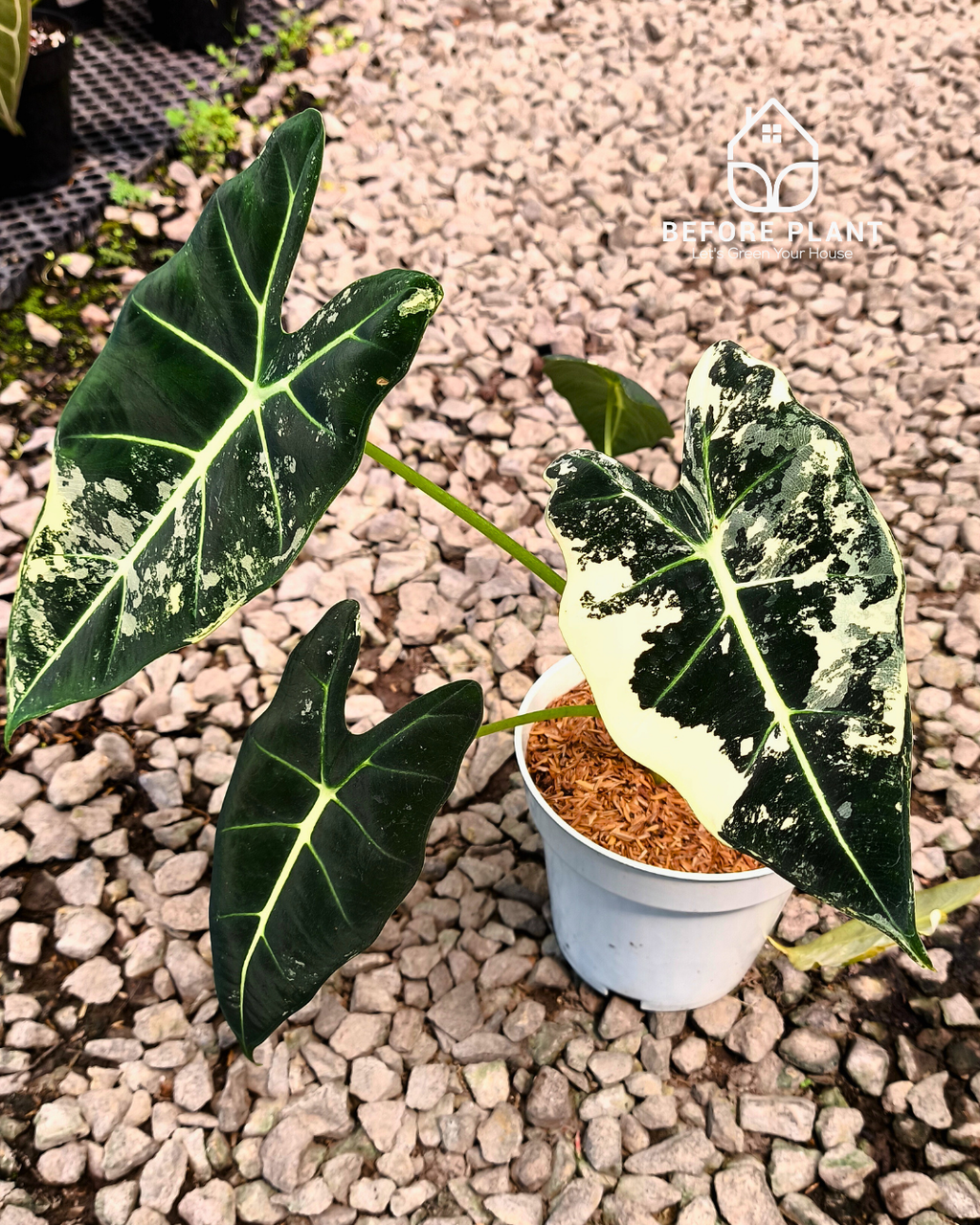 Alocasia Frydek Variegated