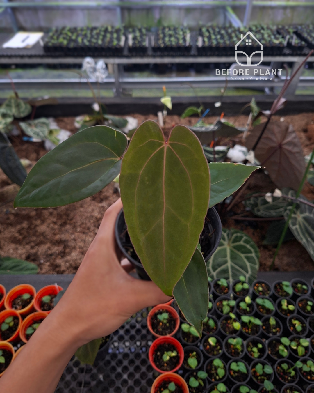 Anthurium Indigo x Blood Of Blue