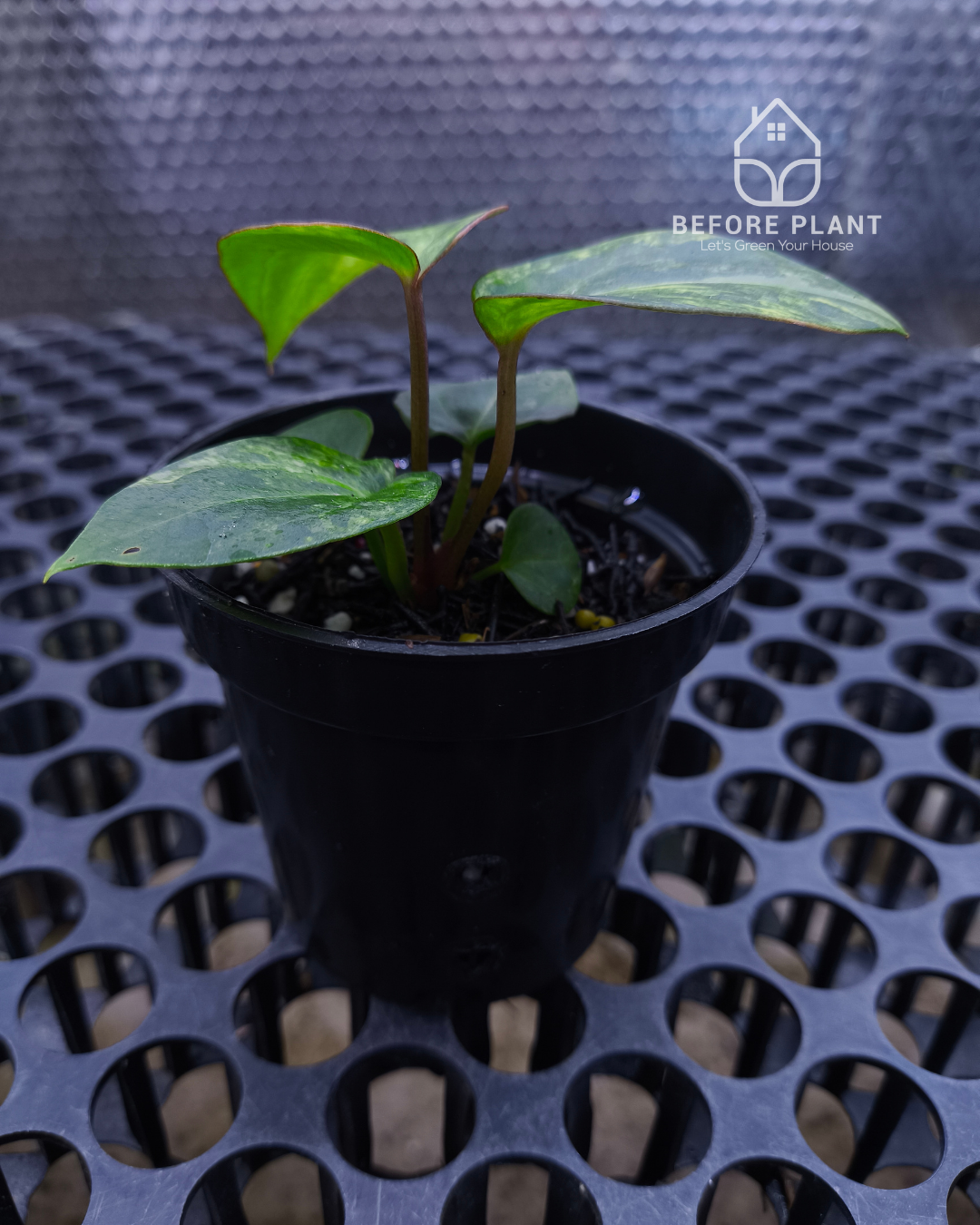 Anthurium Black Venom x Angela Black Widow