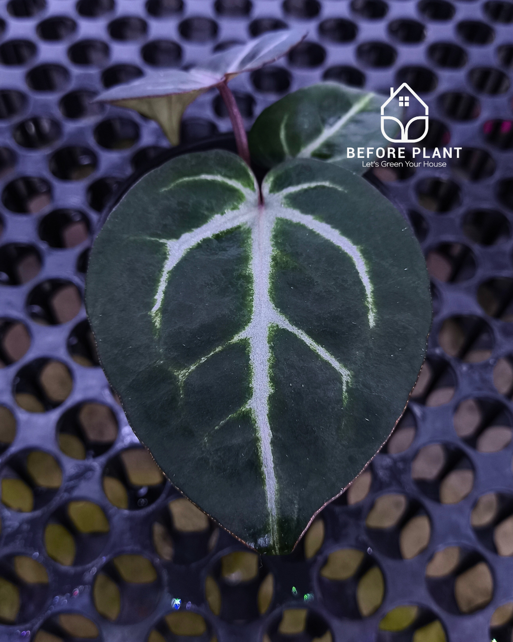 Anthurium Michelle Pink x Self