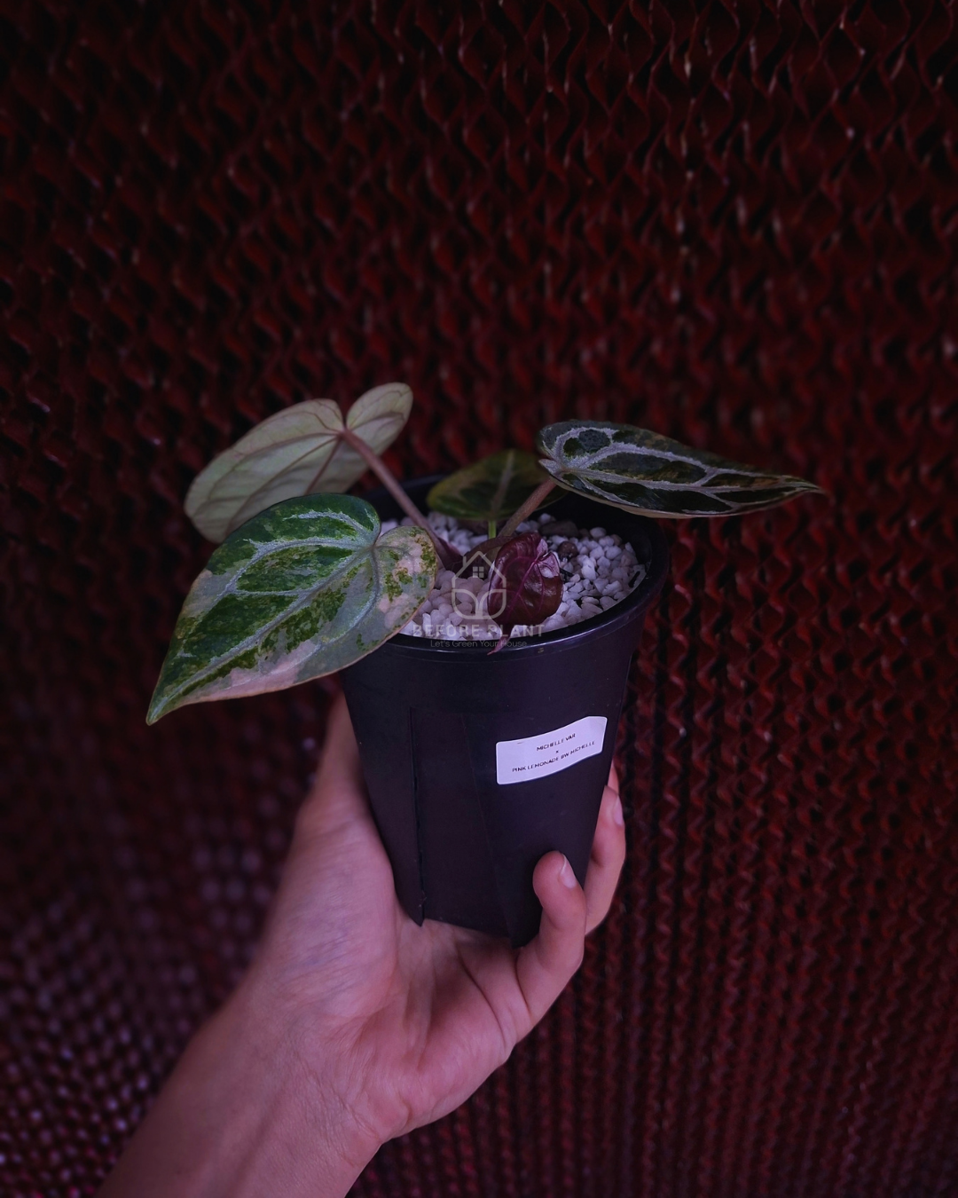 Anthurium Michelle Var x SKG Pink Lemonade Black Widow Michelle