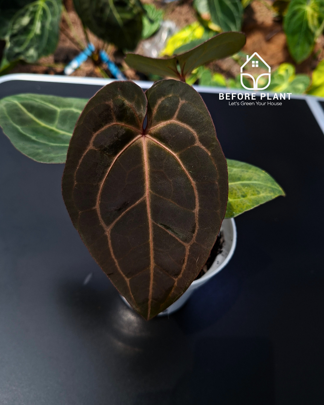 anthurium for muscle aches Anthurium Black Muscle x Tortoise Grey – Beforeplant