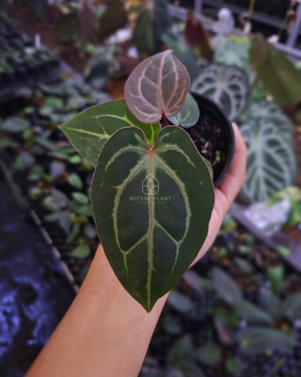 Anthurium Black Venom x Angela Black Widow ( Standard Form )