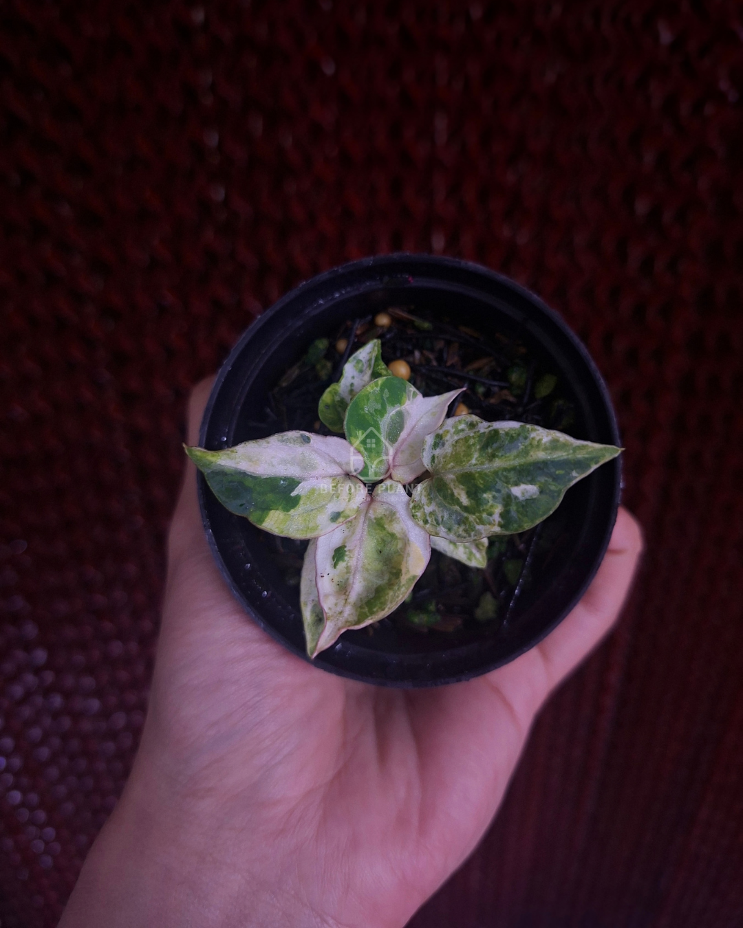 Anthurium Michelle x Silver Blush KOS