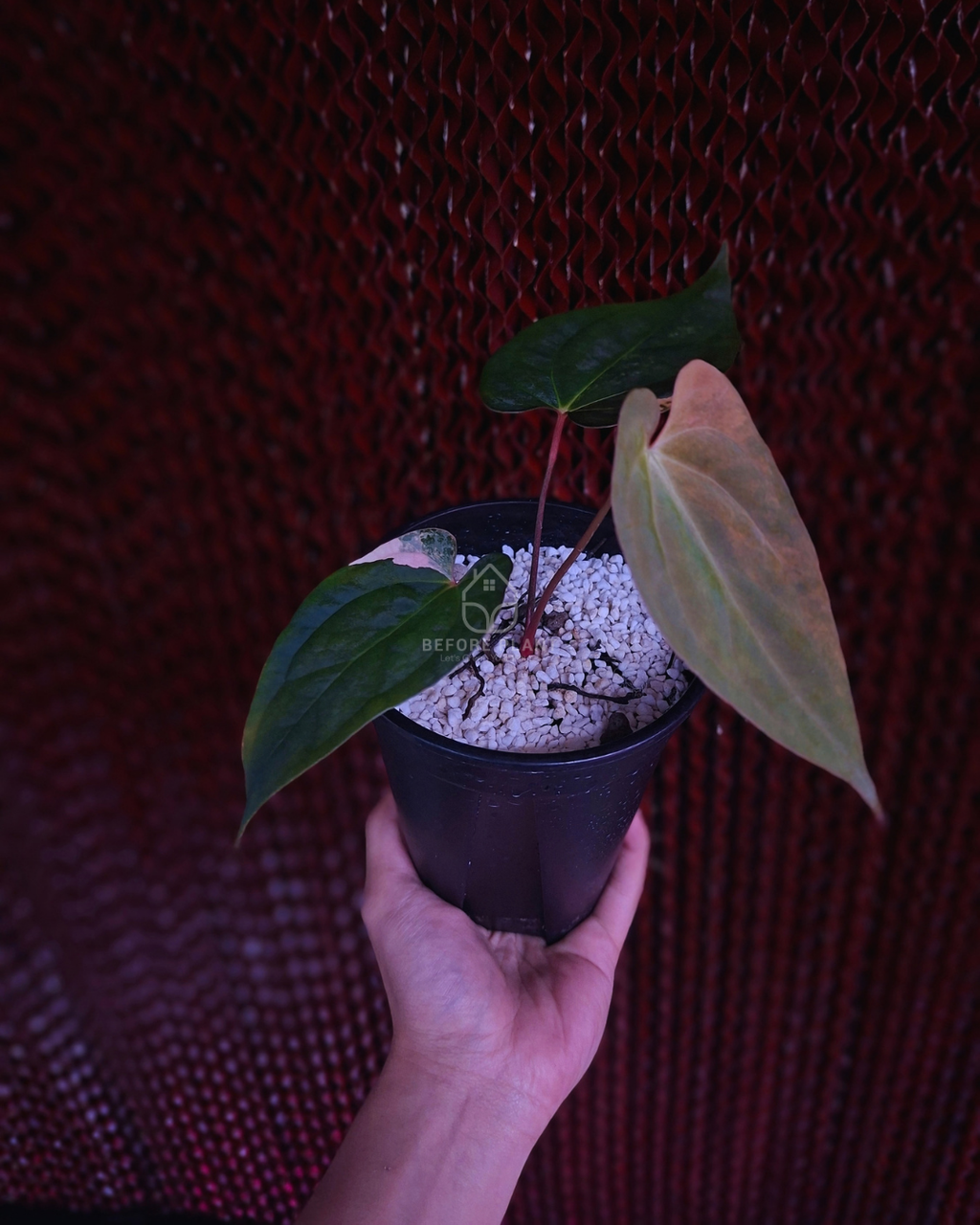 Anthurium Papi Variegated x Rhalp Lynam