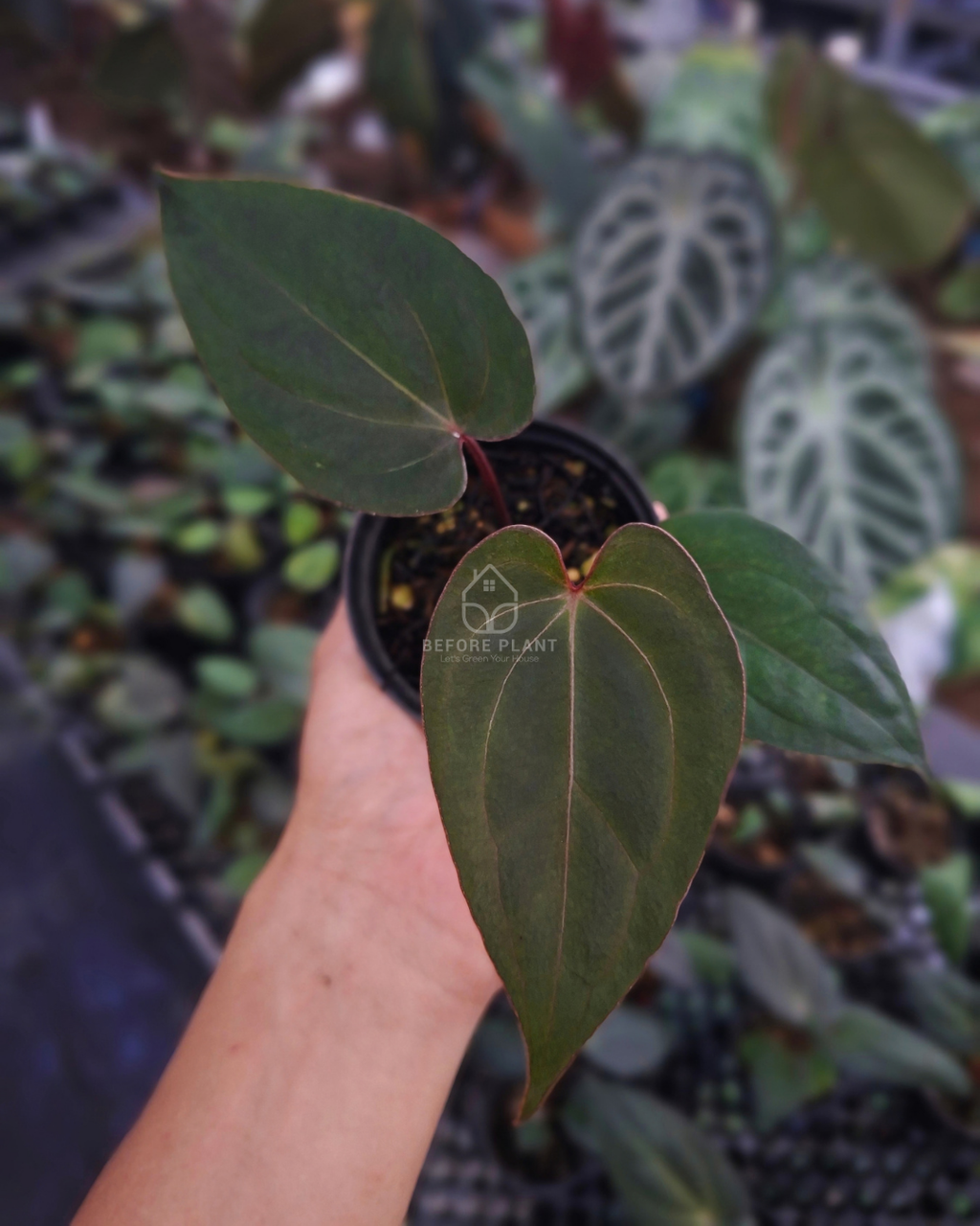 Anthurium Blood of Blue x Golden Sunrise RVDP