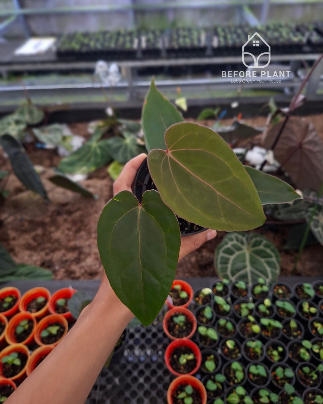 Anthurium Indigo x Blood Of Blue