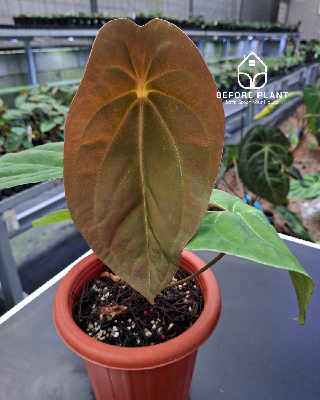 Anthurium Black Velvet Indo Type ( BVIT ) X Red Spider