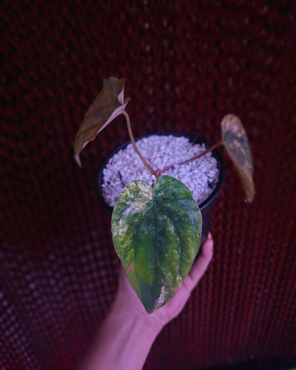 Anthurium Papi Variegated x Dressleri RG