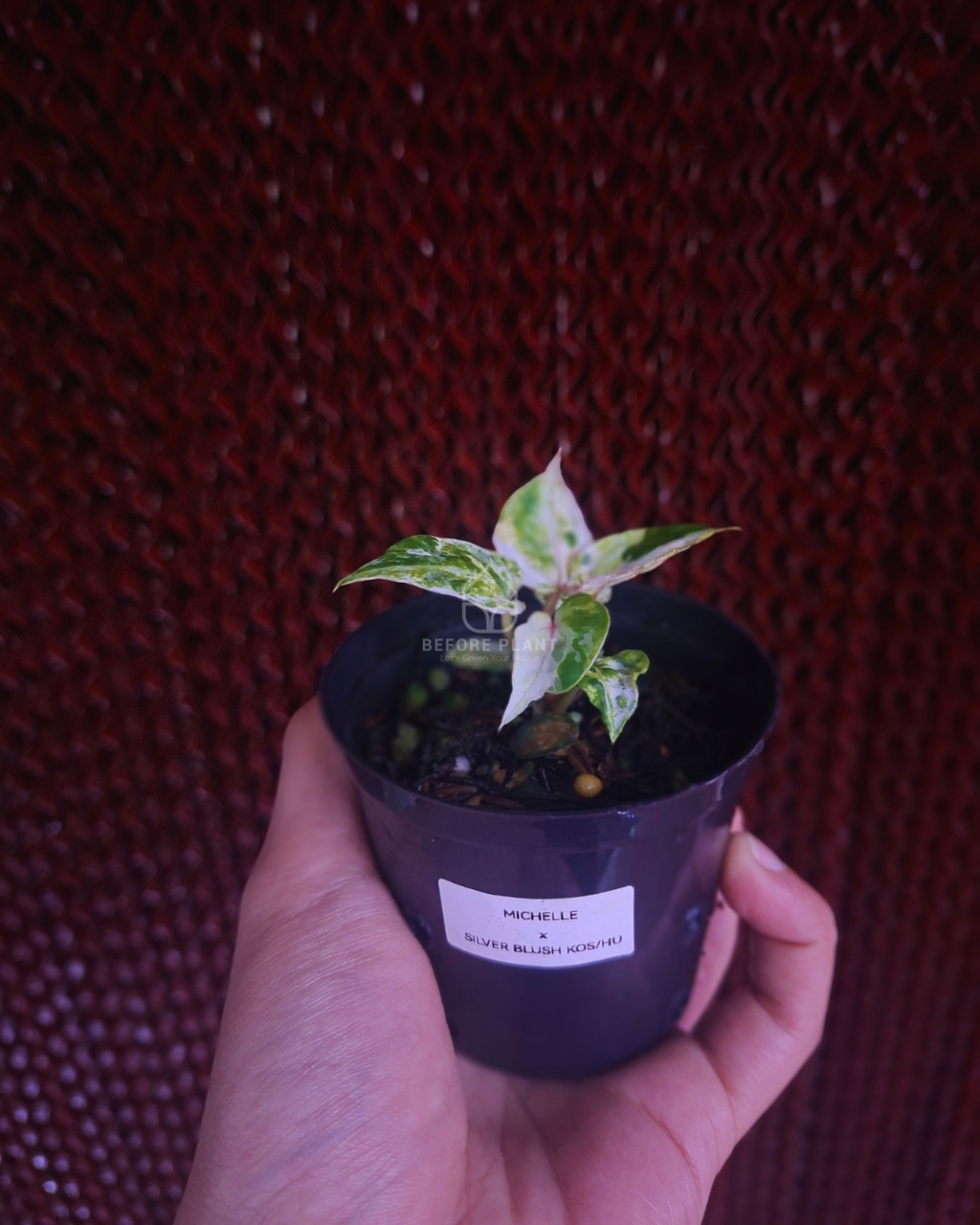 Anthurium Michelle x Silver Blush KOS