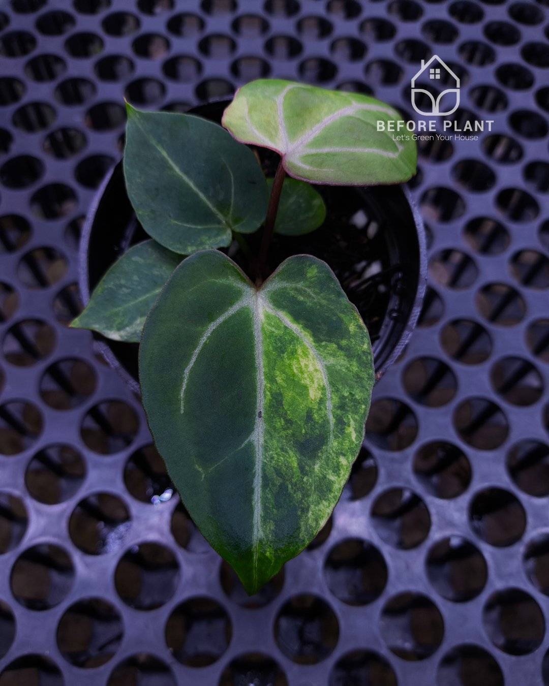Anthurium Black Venom x Angela Black Widow