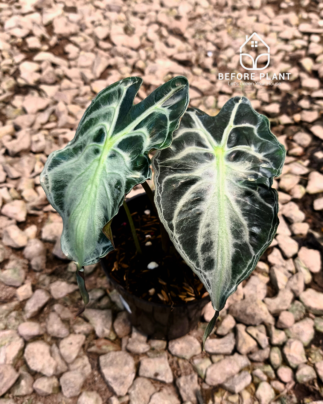 Alocasia Venom