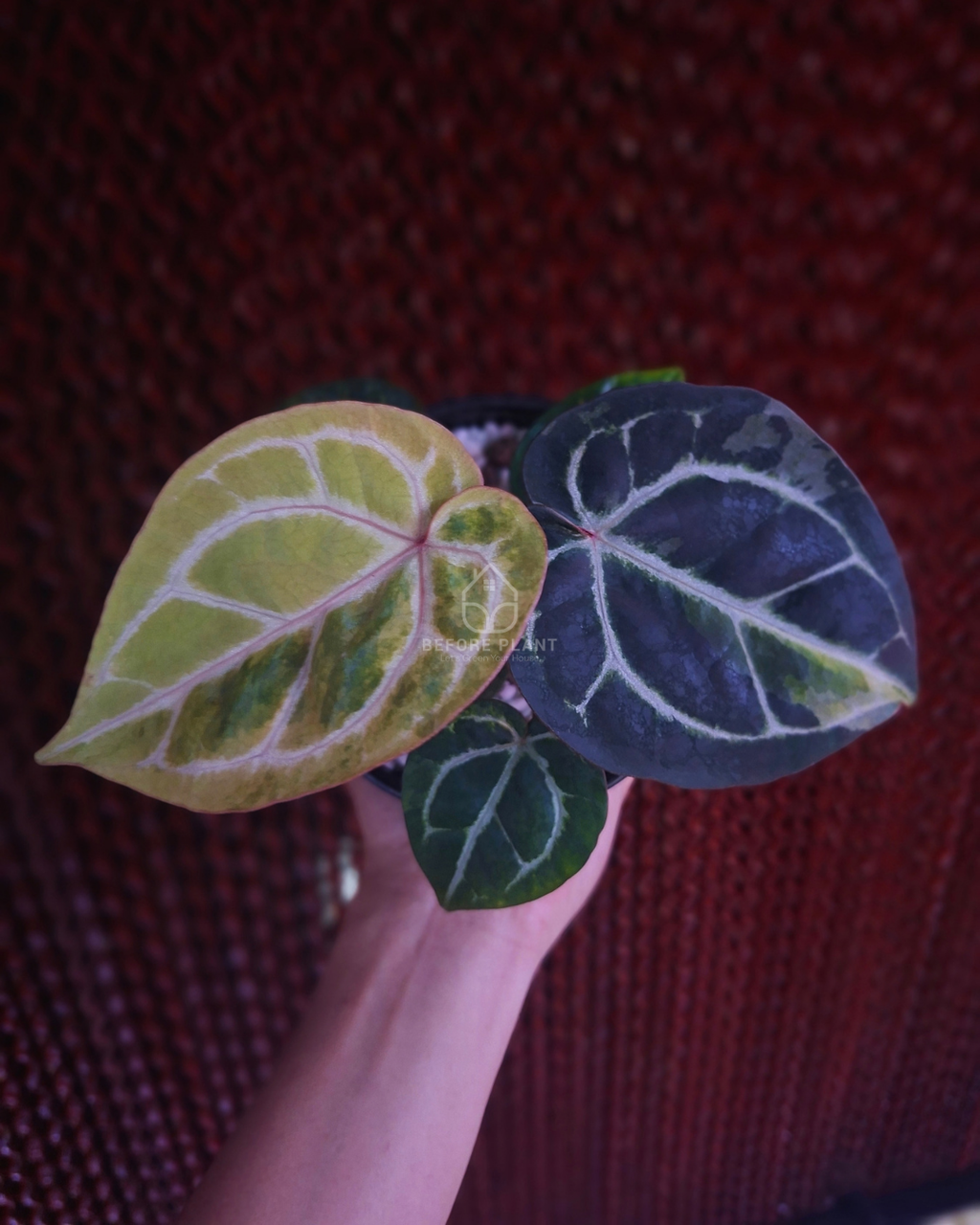 Anthurium Michelle Var x SKG Pink Lemonade Black Widow Michelle