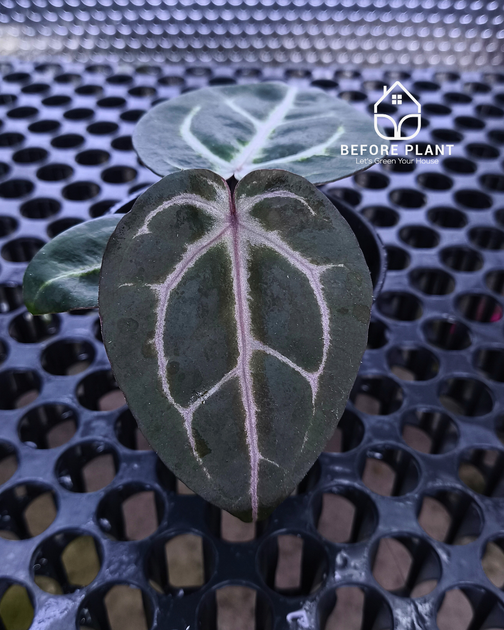 Anthurium Michelle Pink x Self