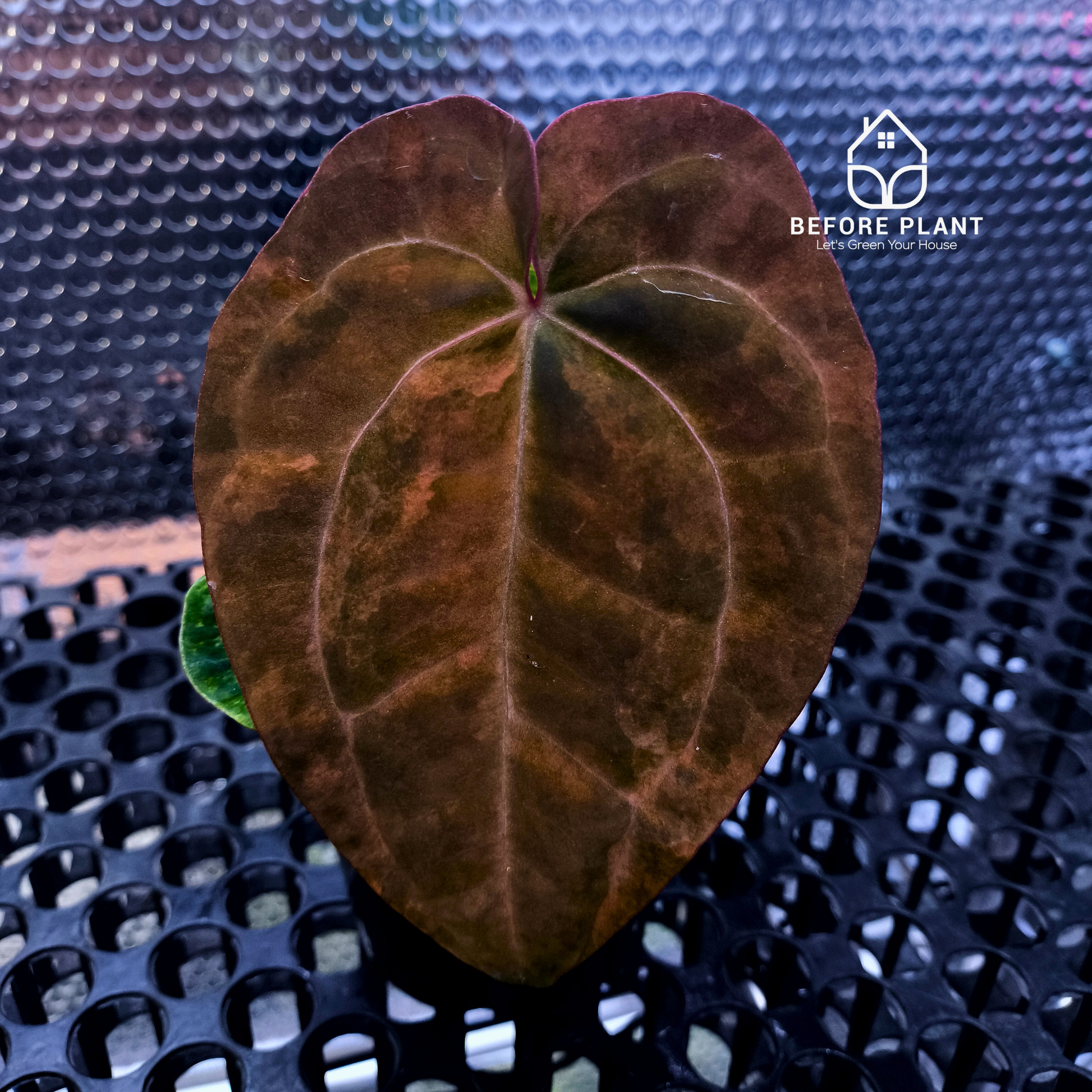 Anthurium Black Venom x Dressleri