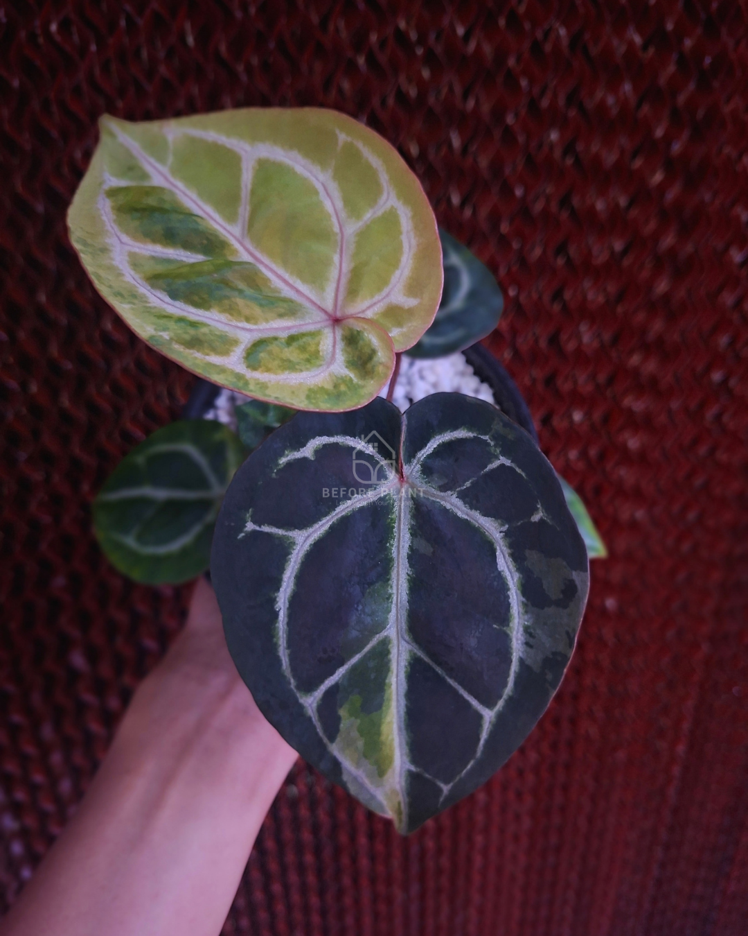 Anthurium Michelle Var x SKG Pink Lemonade Black Widow Michelle
