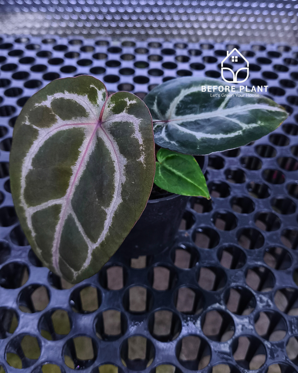 Anthurium Michelle Pink x Self