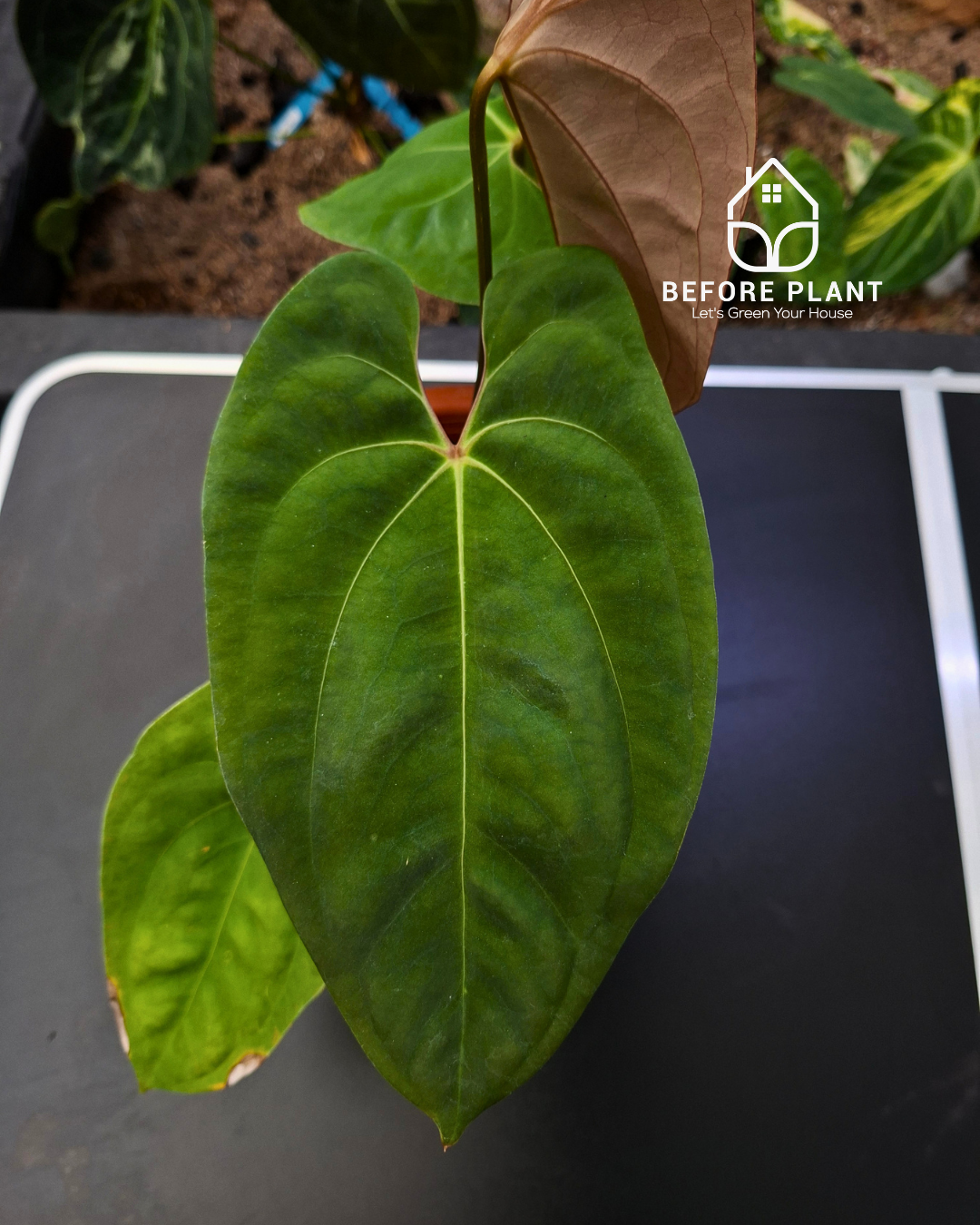 Anthurium Black Velvet Indo Type ( BVIT ) X Red Spider