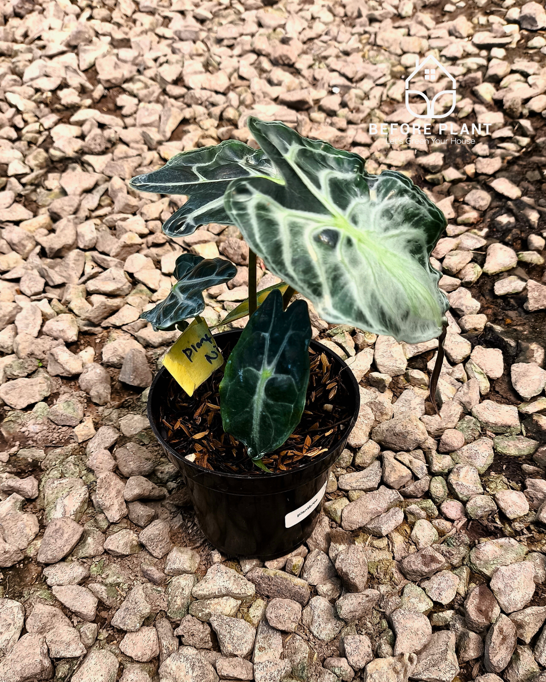 Alocasia Venom
