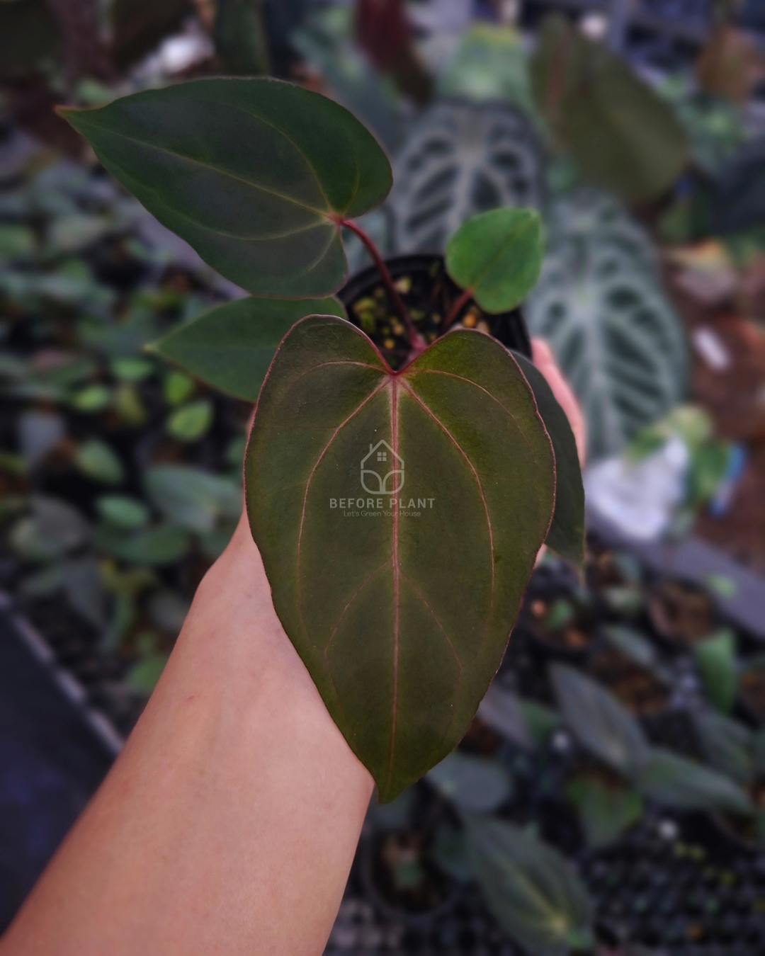 Anthurium Blood of Blue x Golden Sunrise RVDP