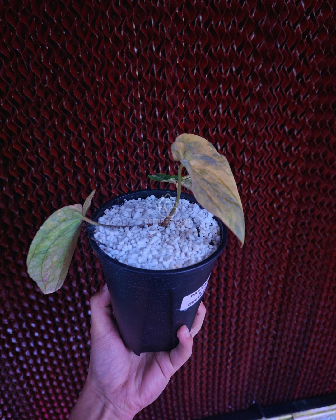 Anthurium Papi Variegated x Dressleri RG