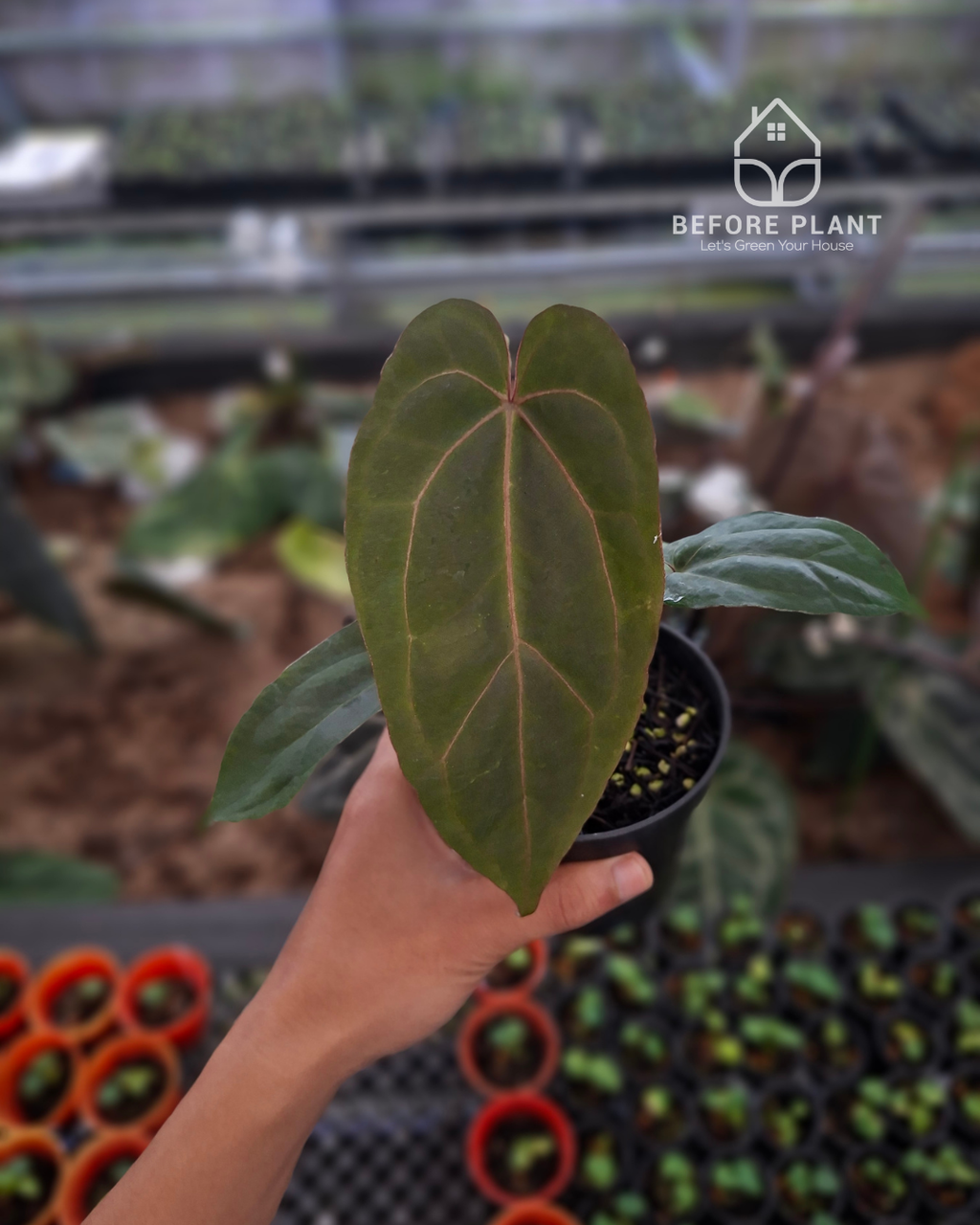 Anthurium Indigo x Blood Of Blue