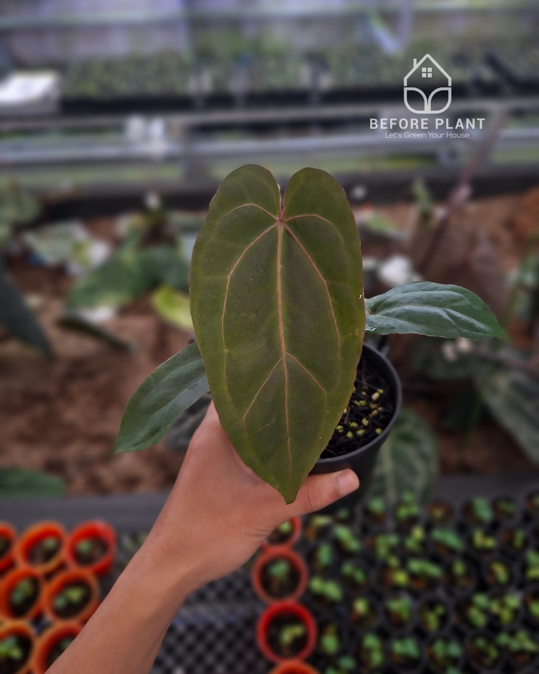 Anthurium Indigo x Blood Of Blue