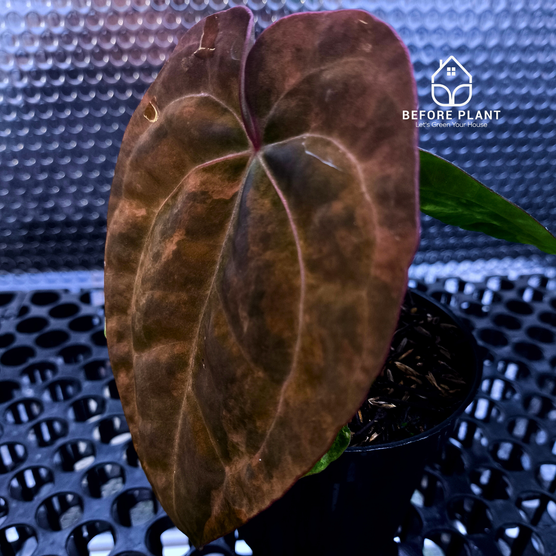 Anthurium Black Venom x Dressleri