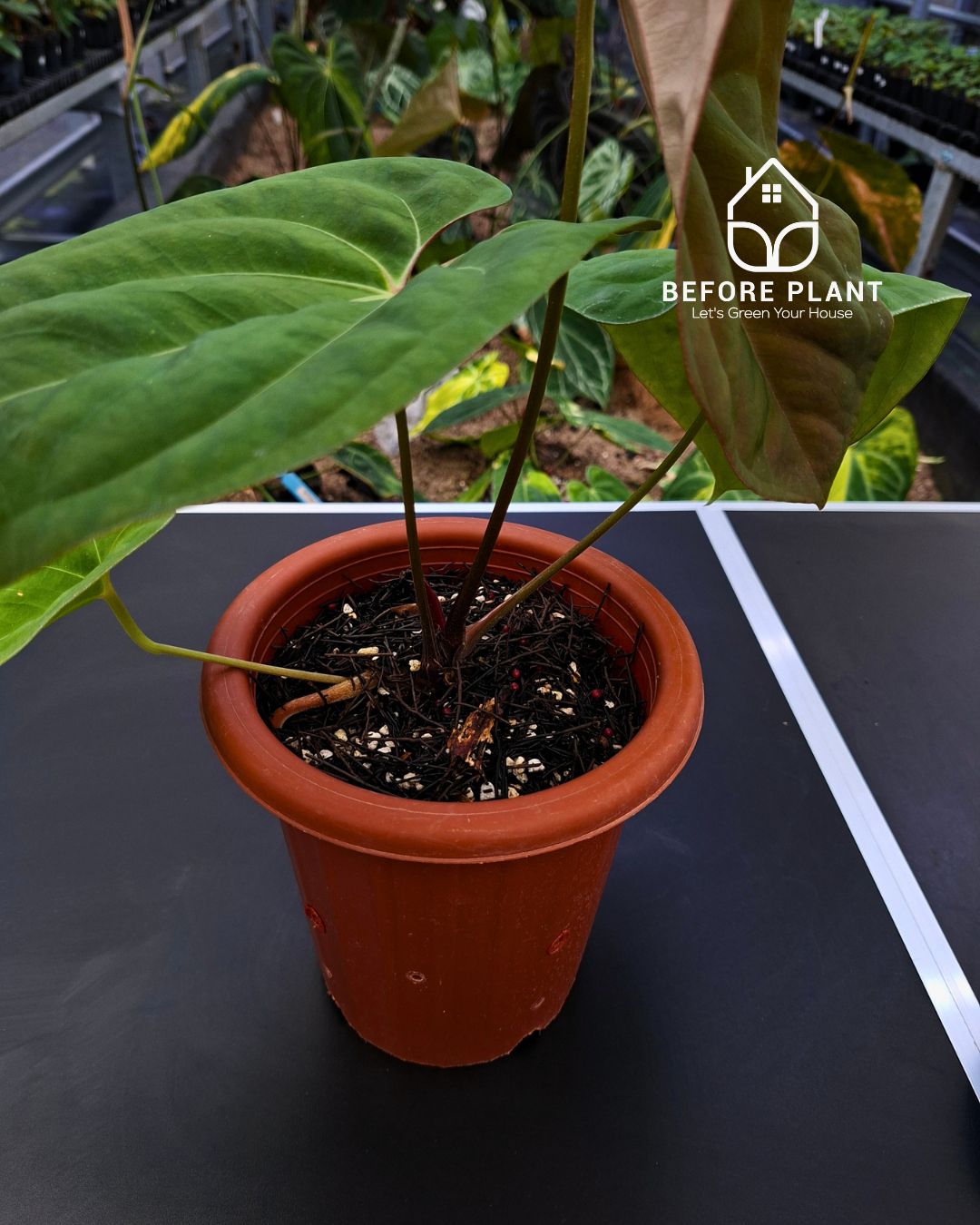Anthurium Black Velvet Indo Type ( BVIT ) X Red Spider