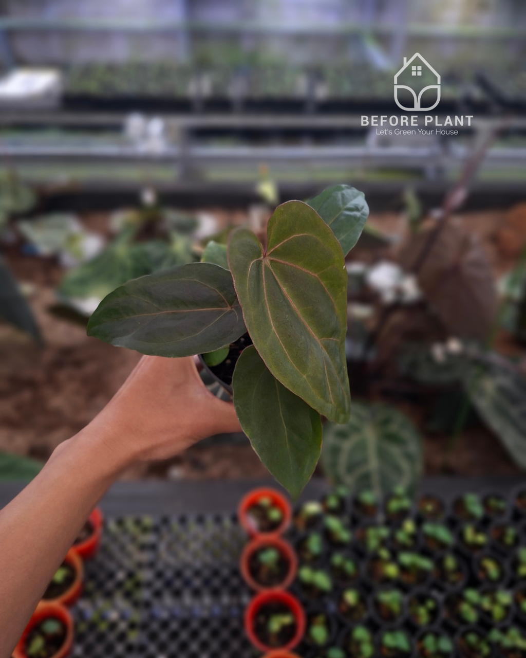 Anthurium Indigo x Blood Of Blue