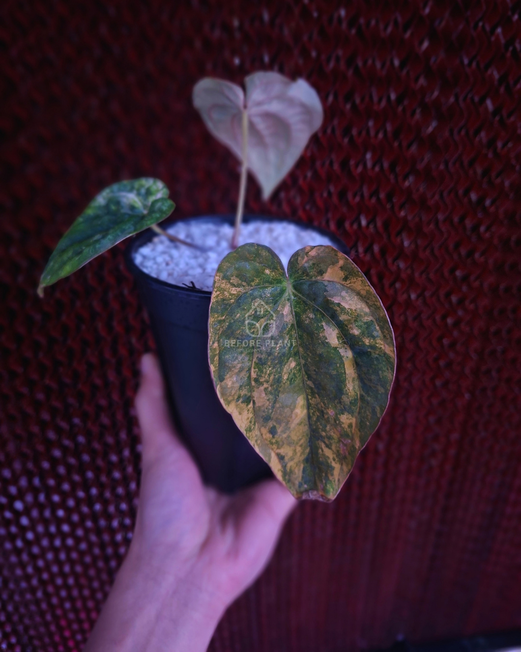 Anthurium Papi Variegated x Dressleri RG