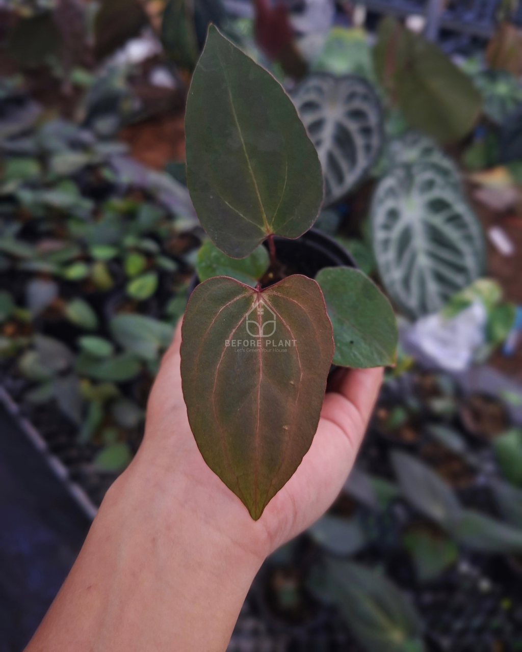 Anthurium Blood of Blue x Golden Sunrise RVDP