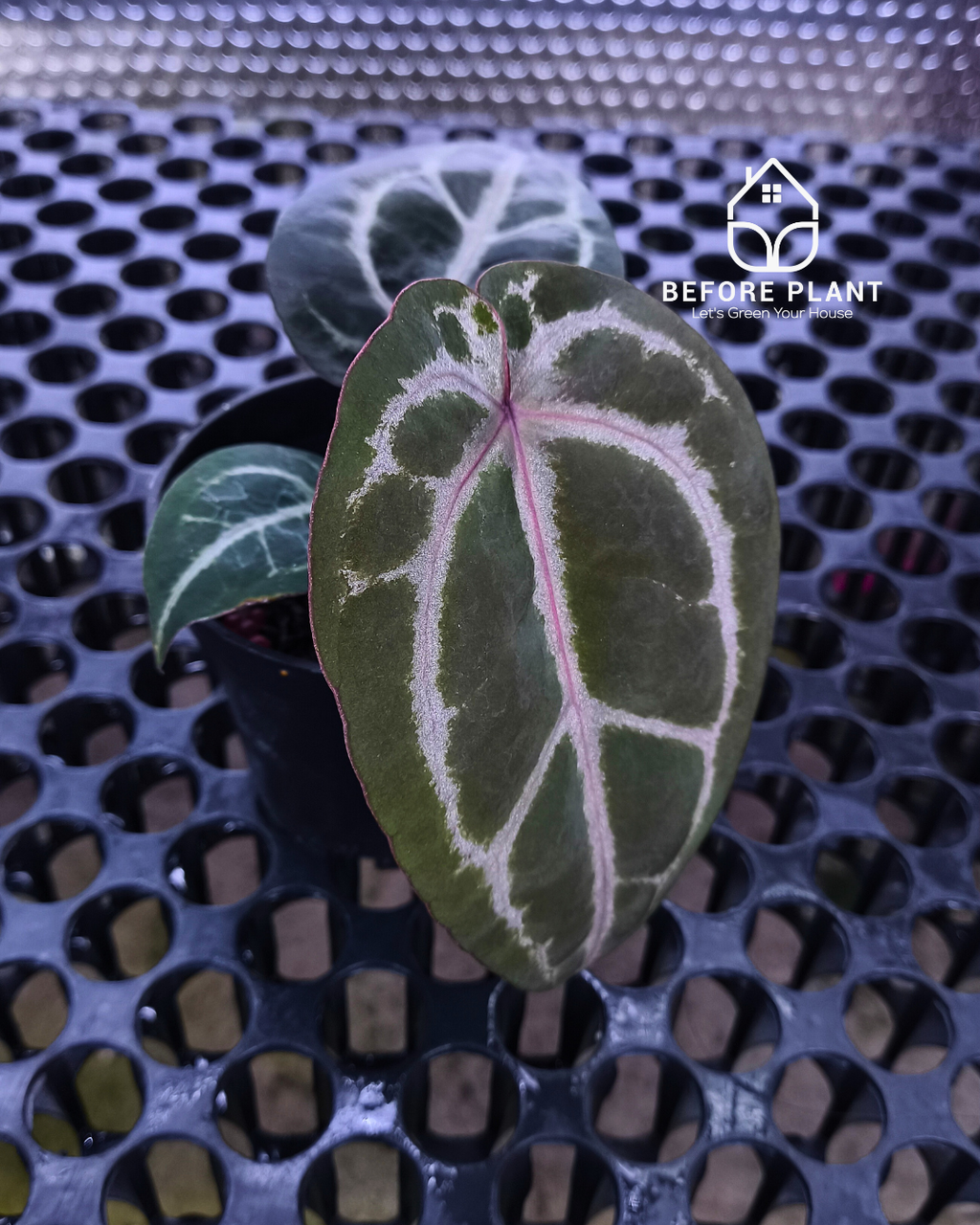 Anthurium Michelle Pink x Self