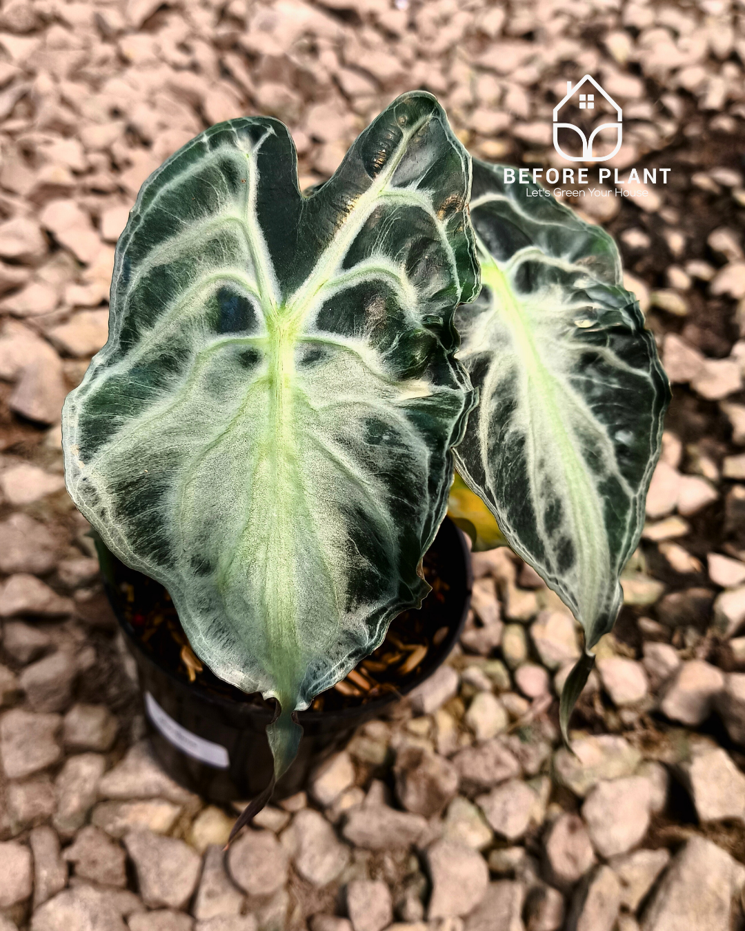 Alocasia Venom