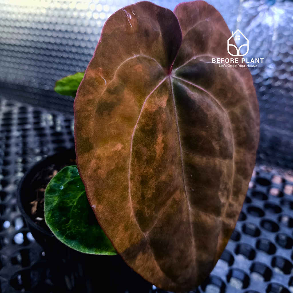 Anthurium Black Venom x Dressleri