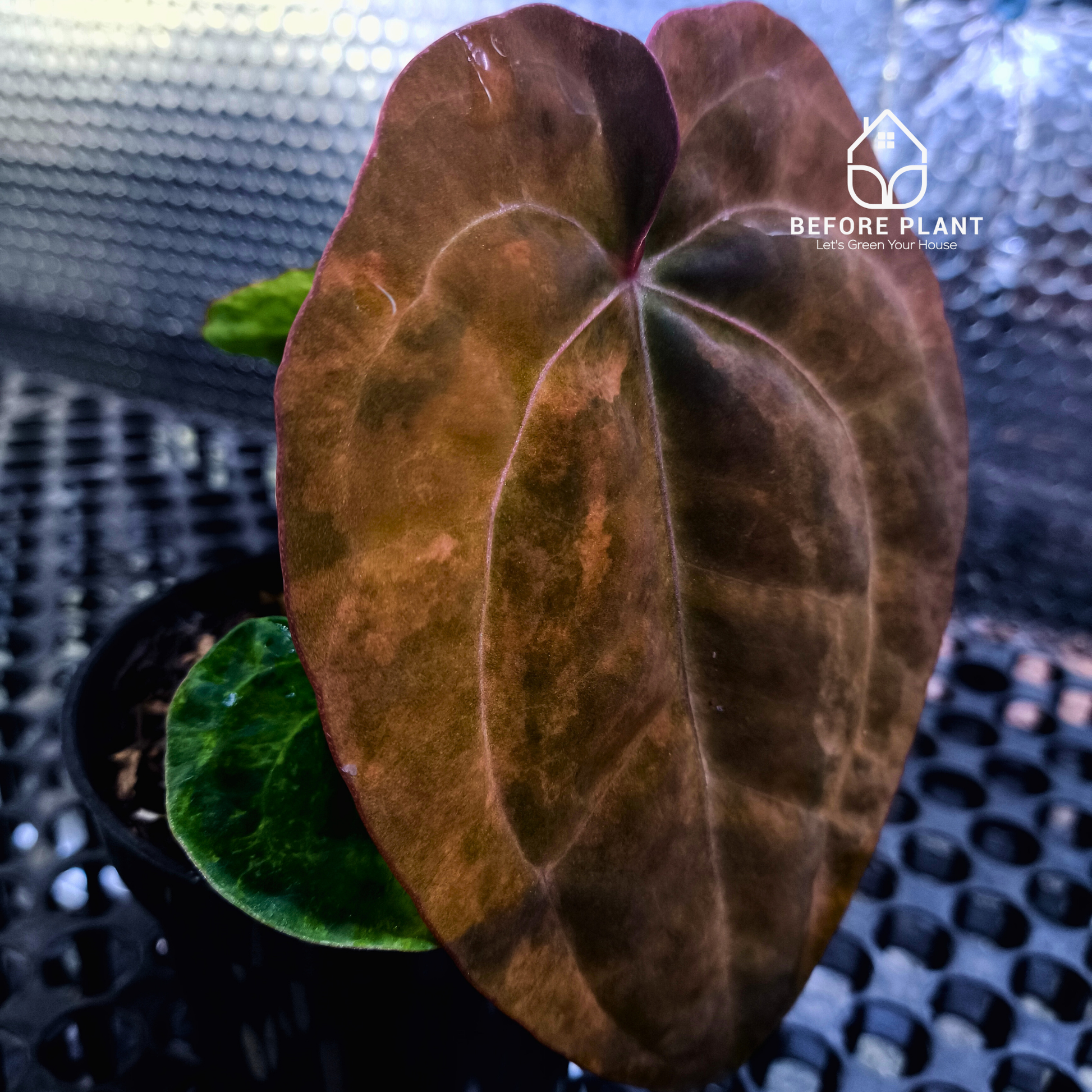 Anthurium Black Venom x Dressleri