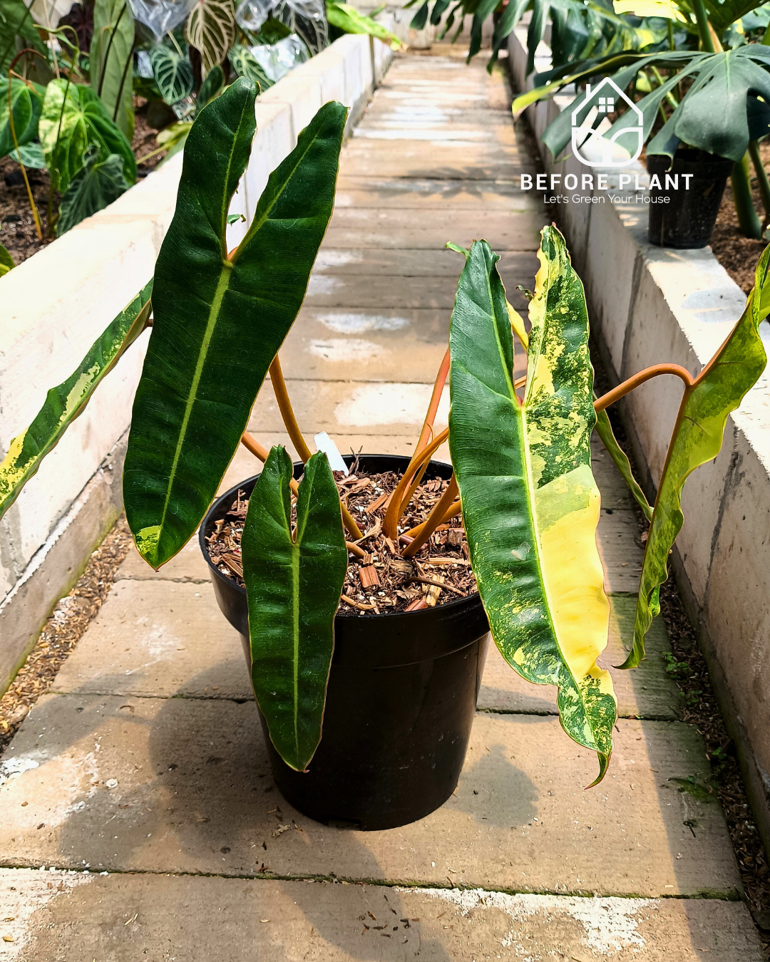 Philodendron Billietiae Variegated